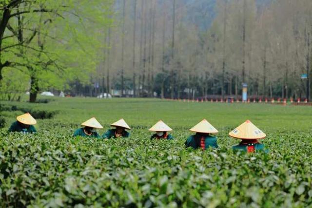 强推！杭州资深登山领队眼中，这“5条茶味登山线”最经典！小长假快走起