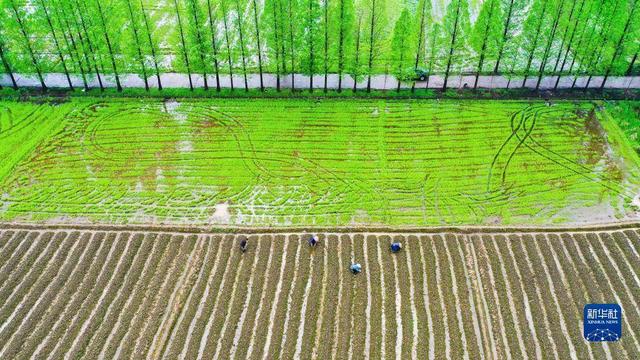 “清明时节雨纷纷”偏爱南方 今年恐“失效”｜民俗日历·二十四节气