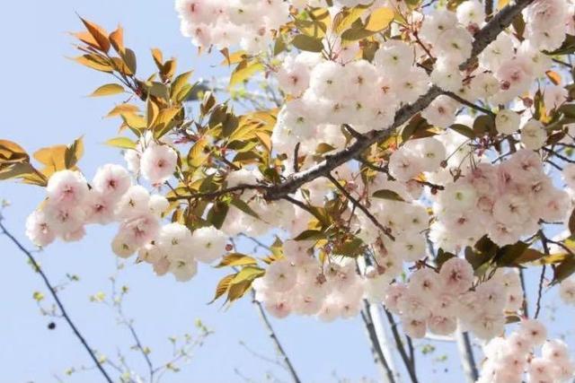 桃花杏花櫻花電視劇劇情簡介(桃花杏花櫻花日本劇免費看)-星座夢城