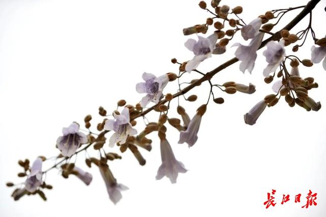 今日清明，酌杯杏花酒，与春天同行｜城市摄影队