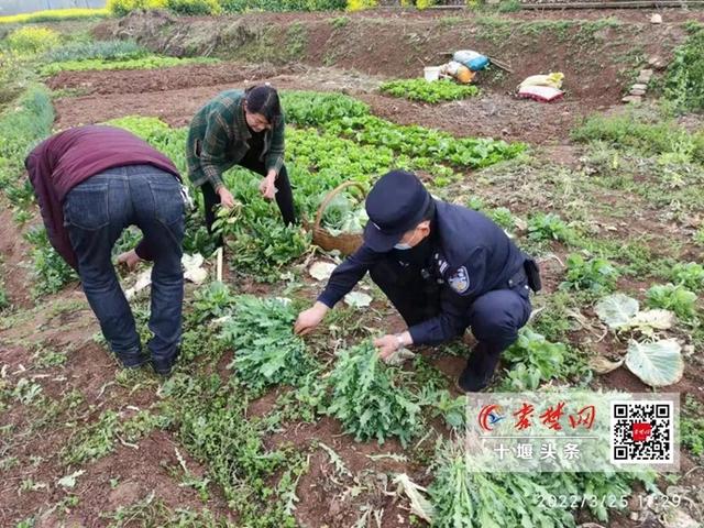 男子为尝鲜荒院内种250株罂粟苗