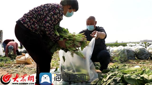 菏泽一菜农向抗疫一线捐80吨菠菜