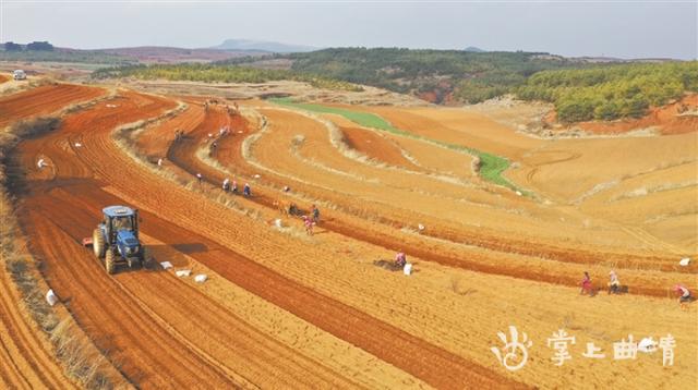 打造“会泽大洋芋”全产业链