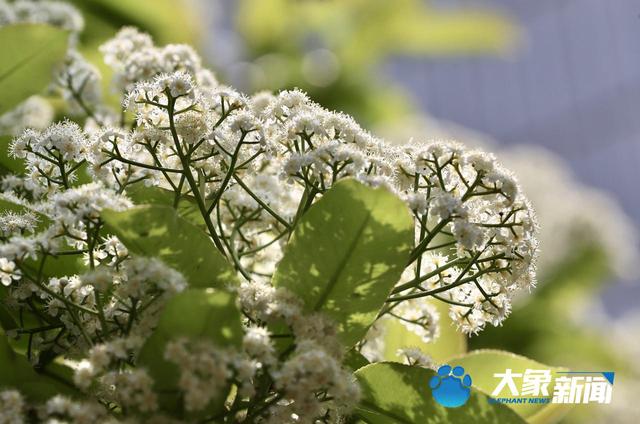 让人一言“楠”尽的石楠花，其实还有大用处，看完你还会讨厌它吗？
