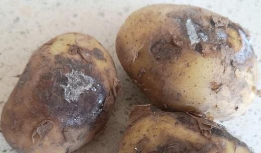 发芽土豆还能抢救一下吗？