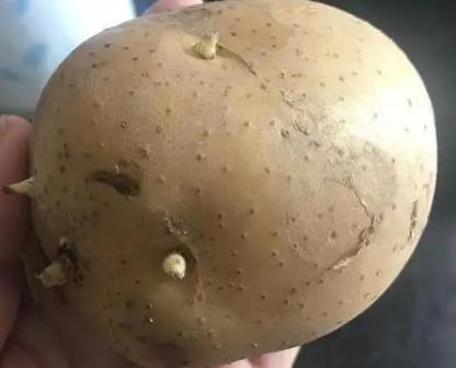 发芽土豆还能抢救一下吗？