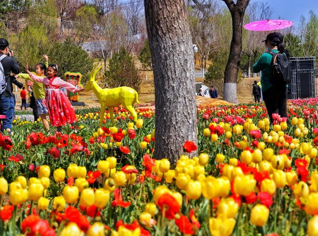 北京世园公园30万株郁金香进入盛花期 北京植物园郁金香花期 - 云知网