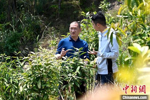 福建男子返乡承包万亩山做“谷主”