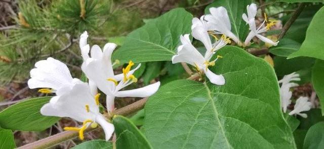 忍冬花 忍冬花「忍冬花提取物在化妆品中的作用」 生活
