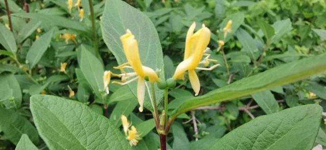 忍冬花 忍冬花「忍冬花提取物在化妆品中的作用」 生活