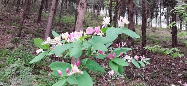 忍冬花 忍冬花「忍冬花提取物在化妆品中的作用」 生活