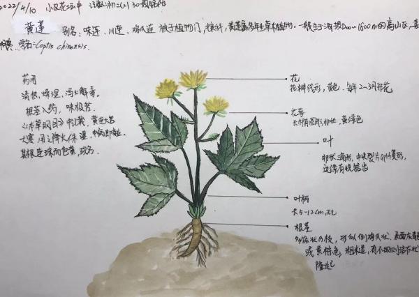 “线上科普”传递抗疫力量 位育初级中学科技节活动（三）