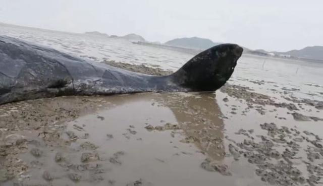 搁浅抹香鲸被成功放归深海