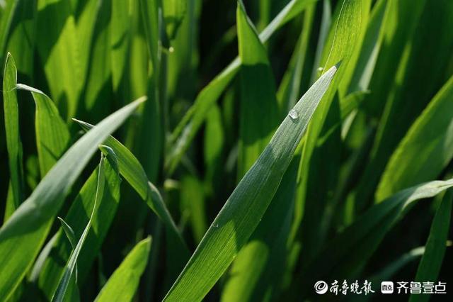 壹图集｜4月20日10时24分谷雨至，泰安次章村的小麦已吐穗