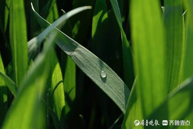 壹图集｜4月20日10时24分谷雨至，泰安次章村的小麦已吐穗