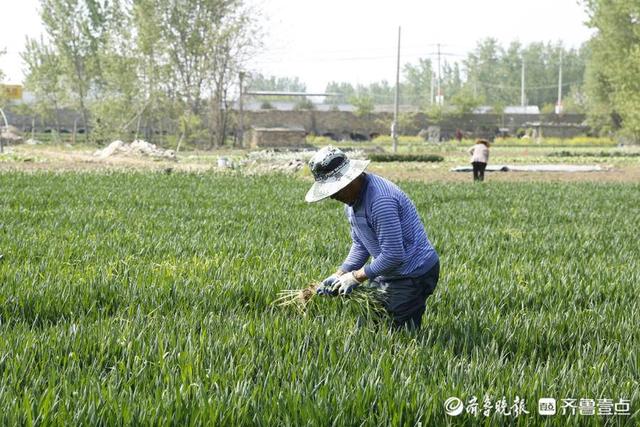 壹图集｜4月20日10时24分谷雨至，泰安次章村的小麦已吐穗