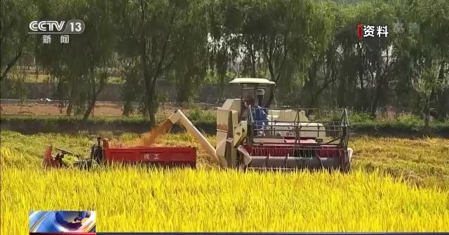 中国农业展望报告：2031年我国粮食自给率将达到88.1%