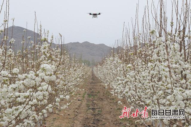 起跑，就是冲刺！——看甘肃农垦集团如何实现一季度“开门红”