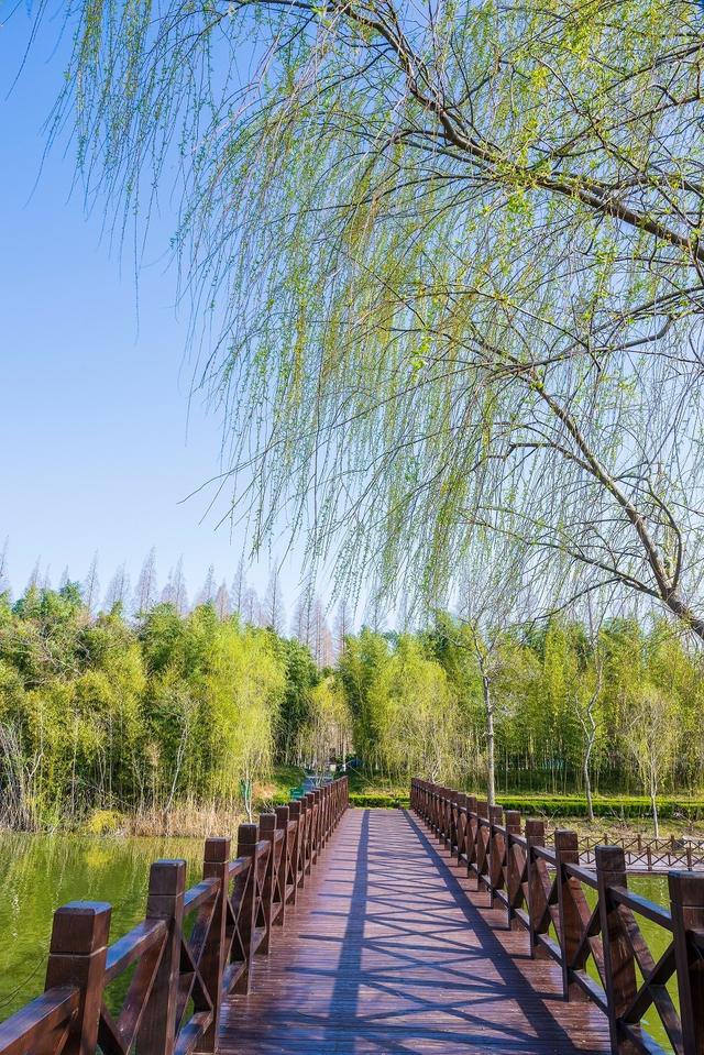 美丽江苏·每日一景丨东台黄海森林公园:"云"赴一场春天的约会