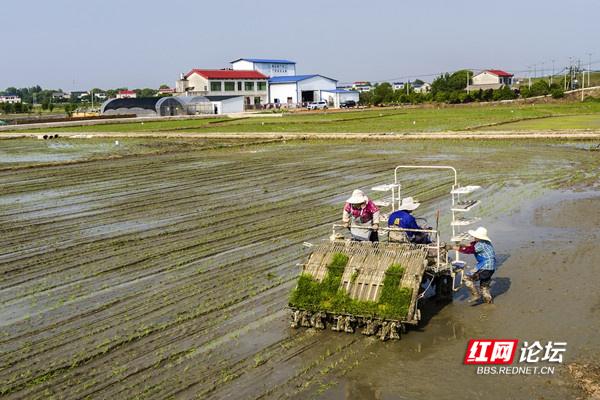 农业现代化助力乡村振兴！谷雨时节，田间处处机器轰鸣