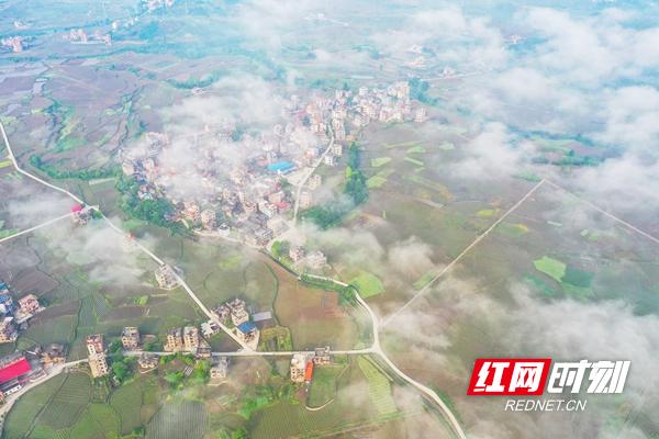 新田：谷雨润烟苗 晨雾“绘”乡景