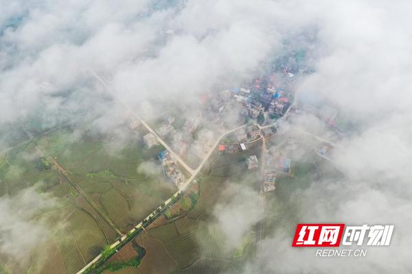 新田：谷雨润烟苗 晨雾“绘”乡景