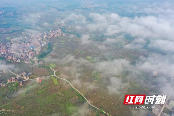 新田：谷雨润烟苗 晨雾“绘”乡景