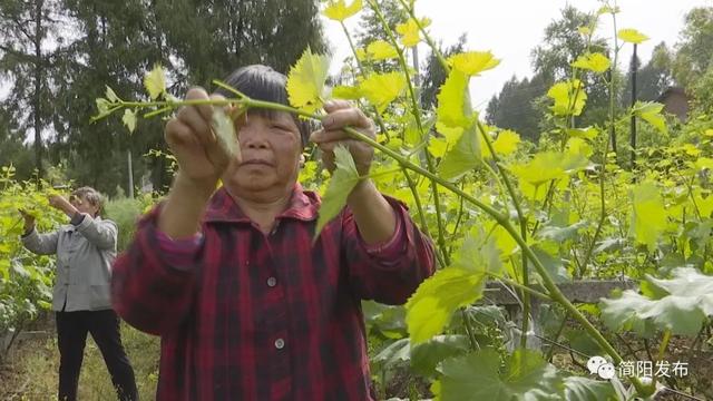 助力乡村振兴！驻村工作队把技术送到群众身边