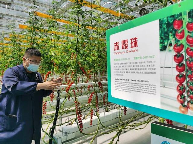 4455个优良品种逐鹿种博会，仅番茄品种就有两千多种