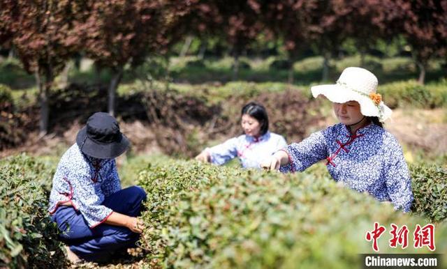 日照绿茶网