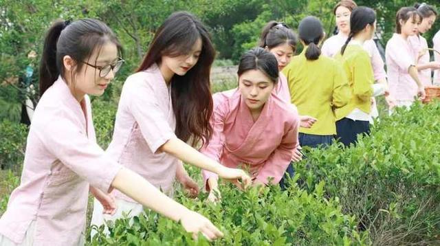 “谷雨”时节，这群大学生在“全民饮茶日”采茶制茶品茶