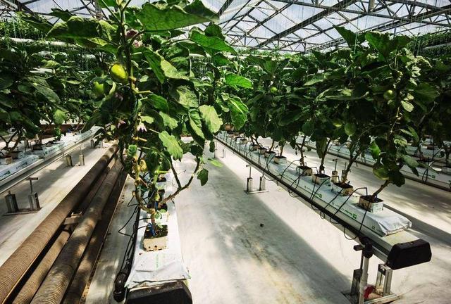 第二十三届菜博会首日曝光量达2.23亿，是历年宣传效果最佳