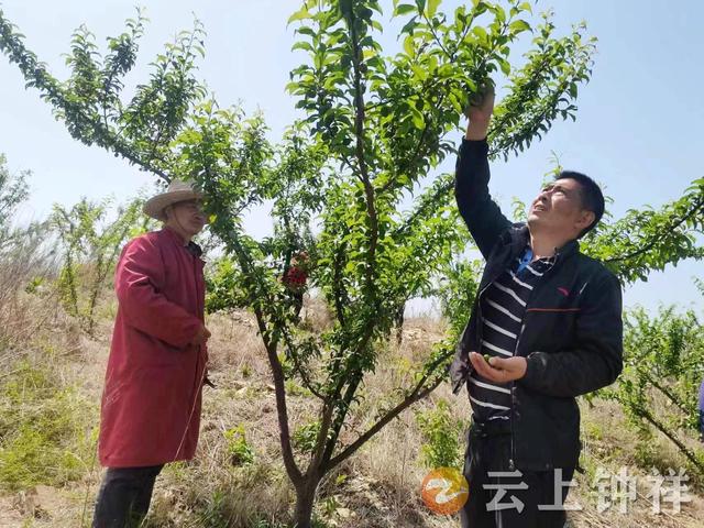 人工蔬果，无公害种植，钟祥市张集镇宗湾村果农保品质促增收