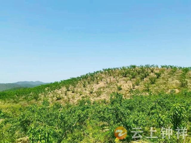 人工蔬果，无公害种植，钟祥市张集镇宗湾村果农保品质促增收