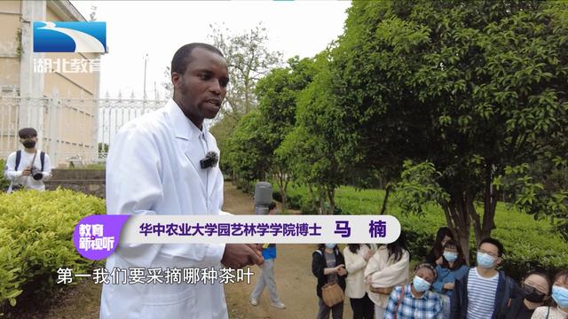 湖北教育新闻｜谷雨寻茶：华中农大师生“沉浸式”采茶制茶