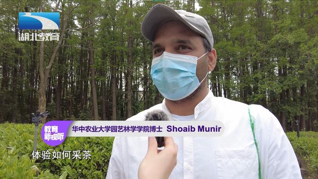 湖北教育新闻｜谷雨寻茶：华中农大师生“沉浸式”采茶制茶