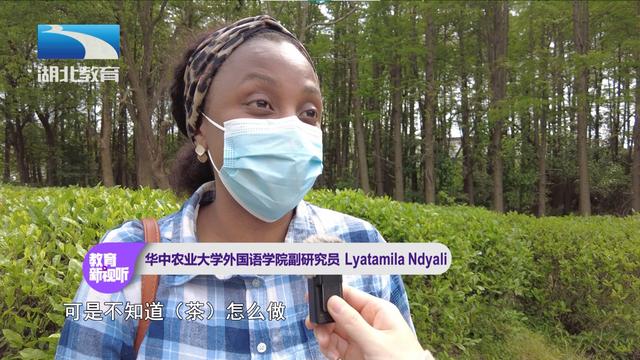 湖北教育新闻｜谷雨寻茶：华中农大师生“沉浸式”采茶制茶