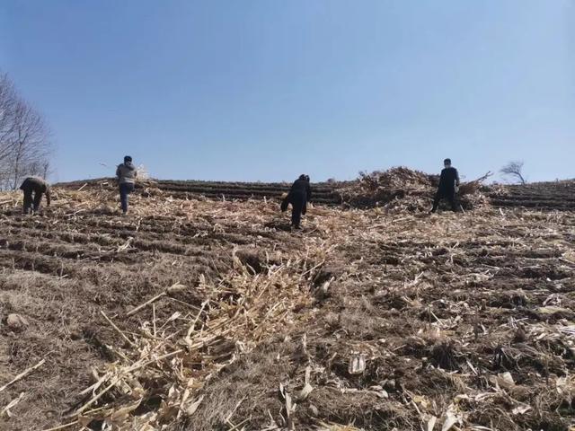 仙人桥镇多措并举推进秸秆离田