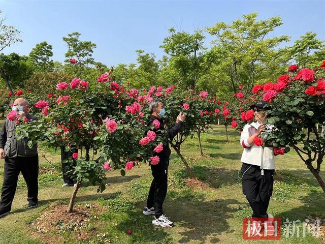 快去打卡！武汉这个公园躺在月季和蔷薇花海里