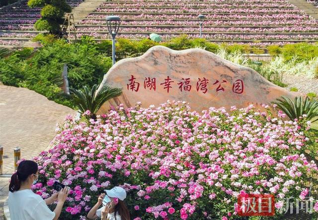 快去打卡！武汉这个公园躺在月季和蔷薇花海里