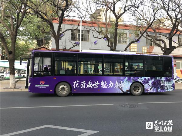 又是一年花开时！昆明公交开启“蓝花楹模式”
