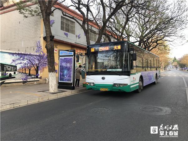 又是一年花开时！昆明公交开启“蓝花楹模式”