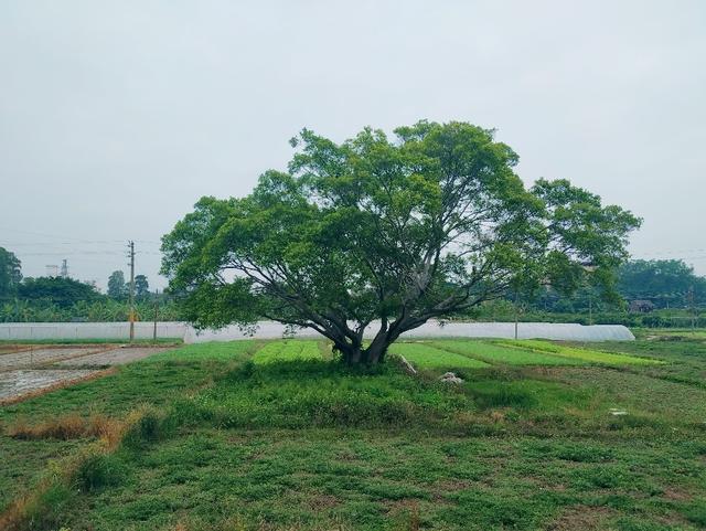 三月廿三天后诞，重访黄阁天后古庙传奇