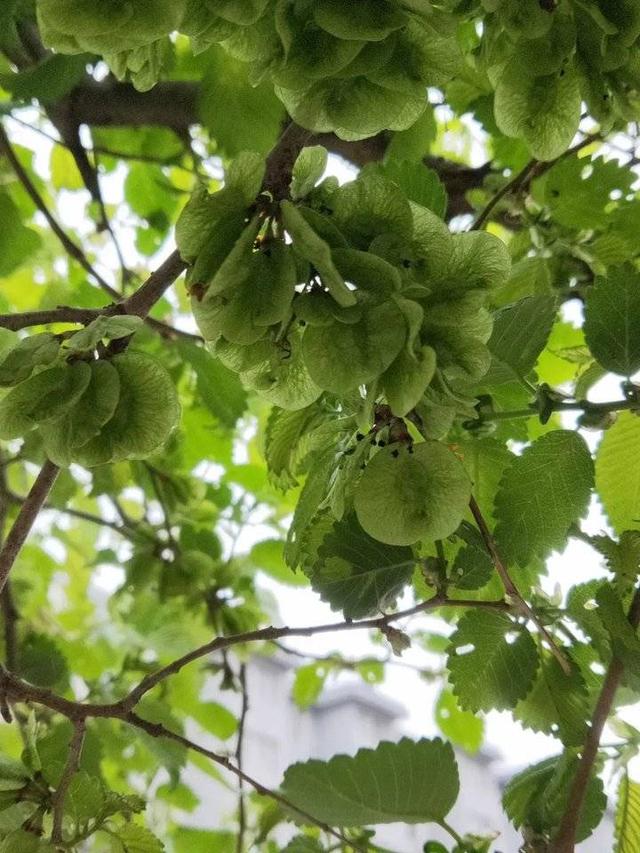青未了丨童年捋榆钱儿