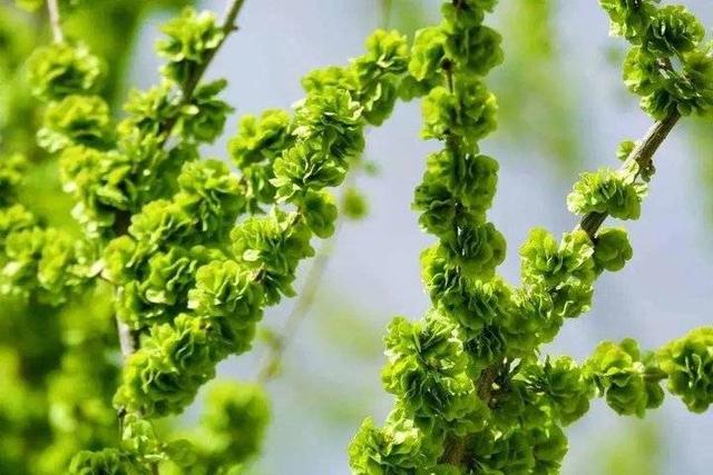 青未了丨童年捋榆钱儿