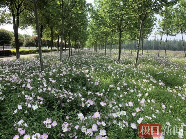 快来赏花！40万平方米月见草花开正盛