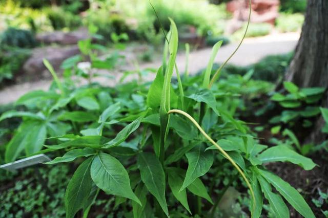 《本草纲目》意外走红，扒一扒歌中这些熟悉又陌生的药用植物