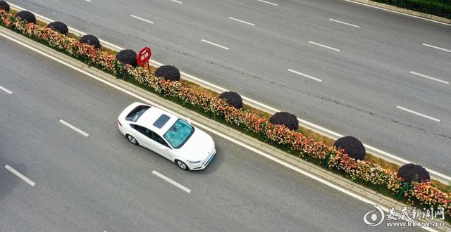 月季花开——美了城市醉了市民