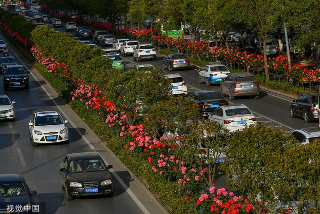 西安：南二环数公里隔离带月季盛放 城市公路变身鲜花大道