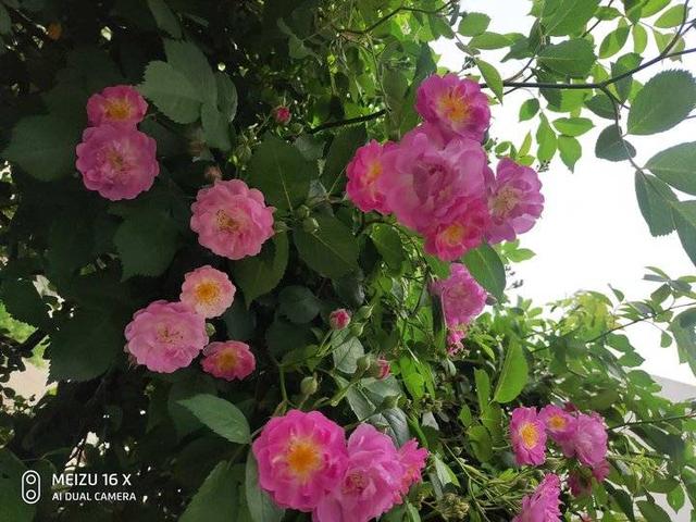 蔷薇花开正艳丽
